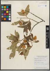 Foto von Salix serissima (L. H. Bailey) Fern.